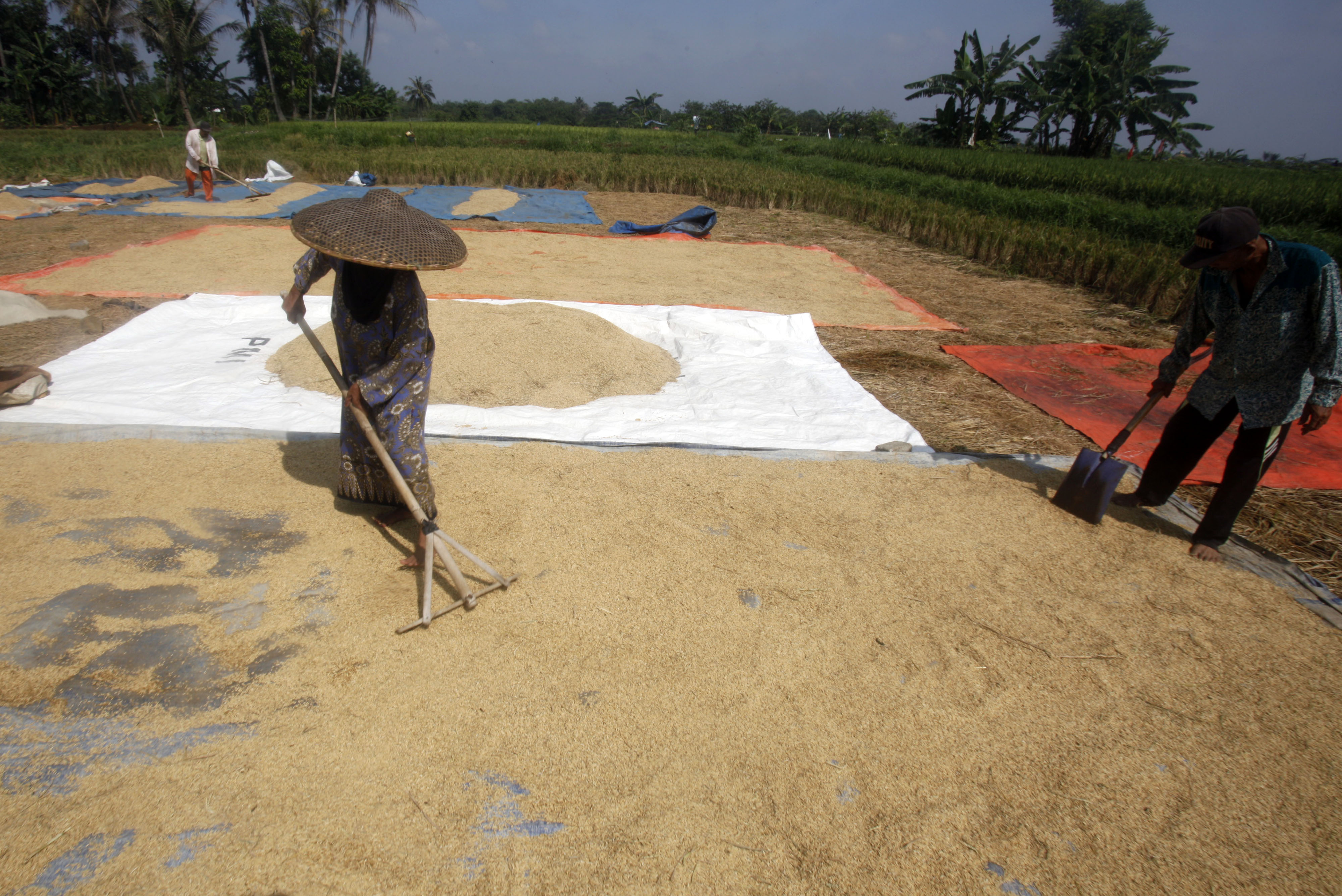 Petani menjemur gabah saat panen di Bogor, Jawa Barat