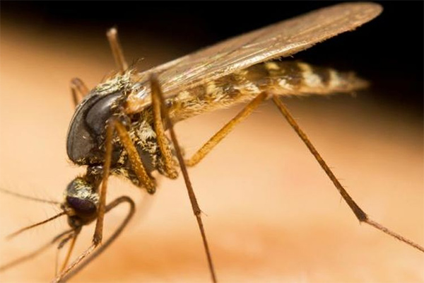 Nyamuk Malaria