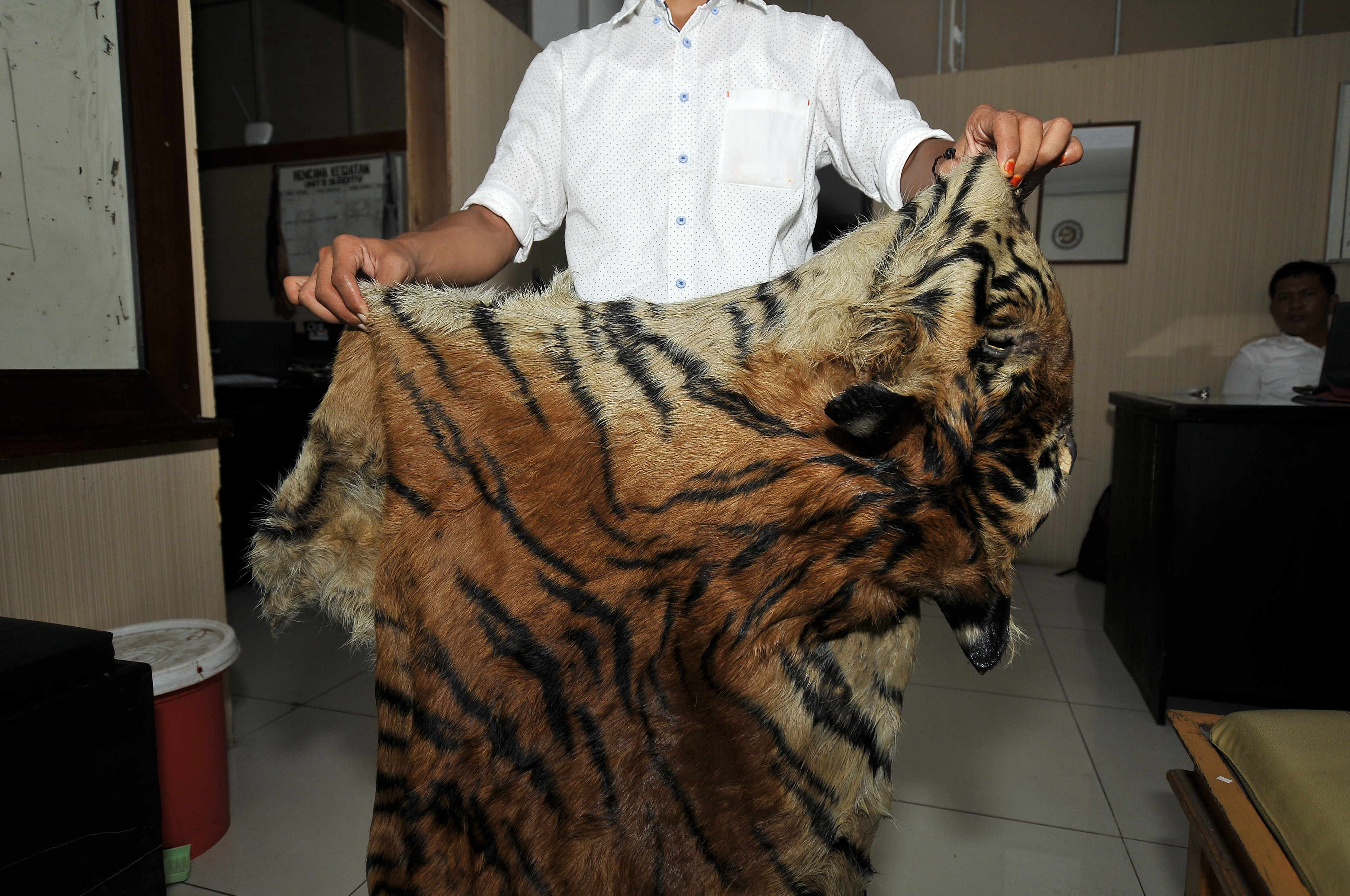  Petugas menunjukkan barang bukti kulit harimau Sumatera (Panthera tigris sumatrae)