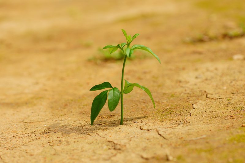 Menanam dengan hemat air.