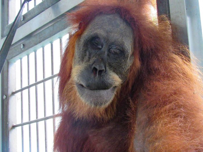 Orang Utan Hope Dievakuasi dengan 74 butir peluru senapan angin di tubuhnya.