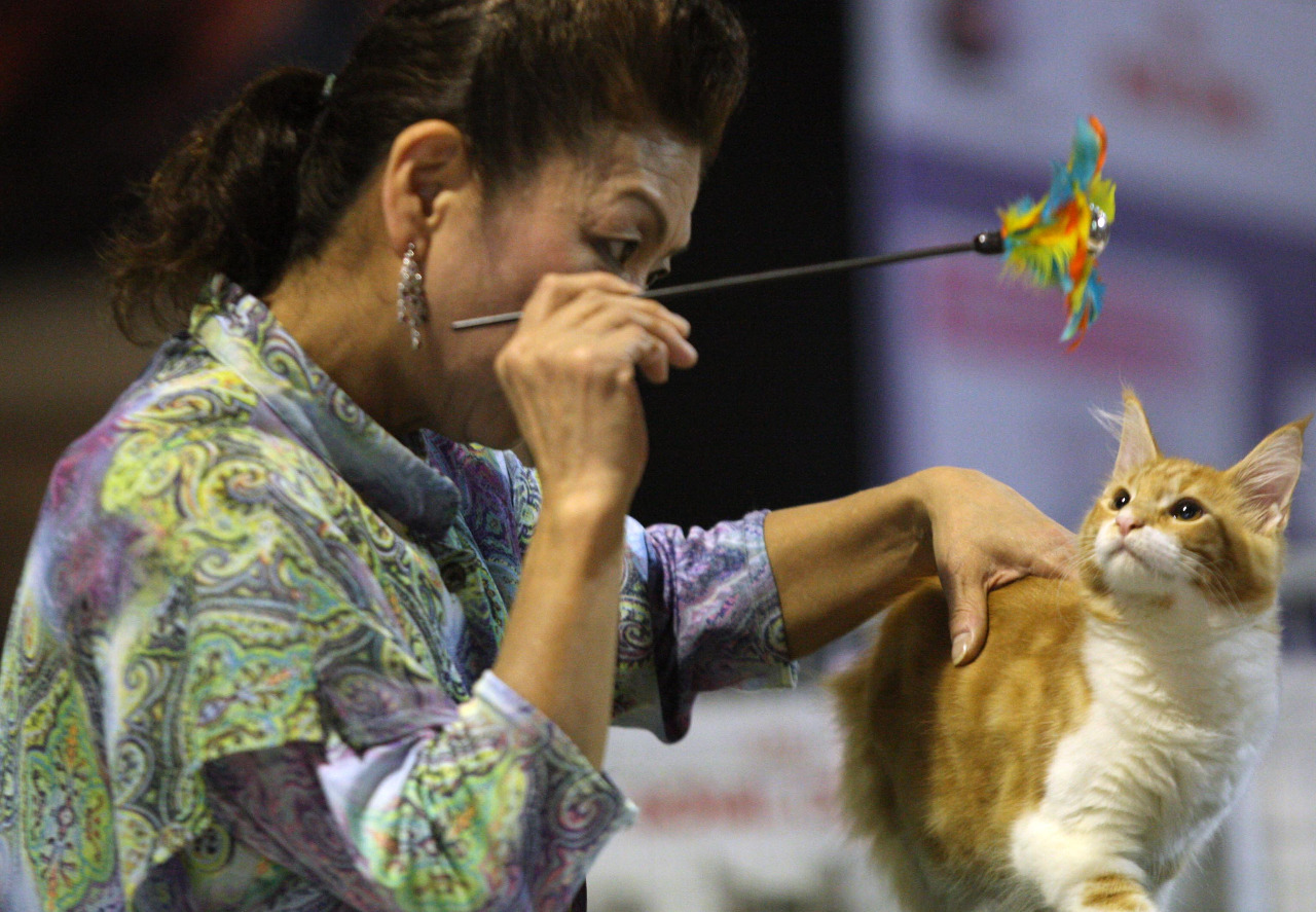 Berbicara dengan Hewan peliharaan