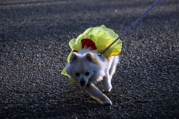 Anjing Kesayangan, Ueno Park, Tokyo, Jepang