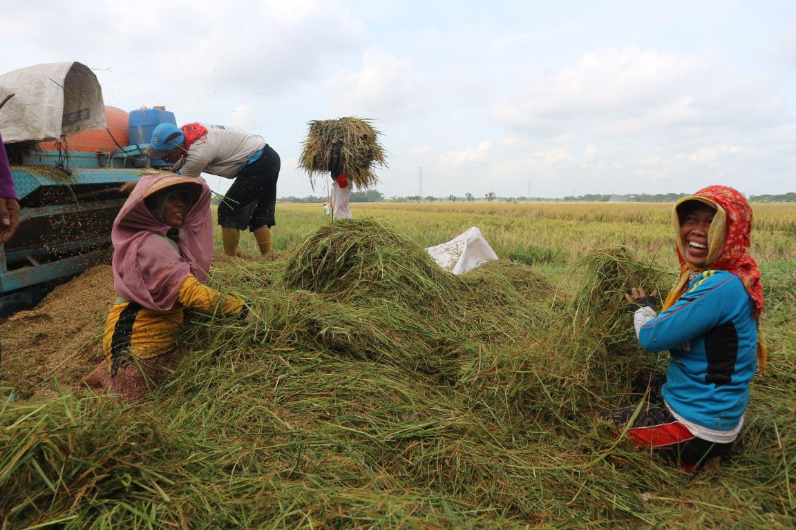 Petani bercanda di sela-sela panen. 