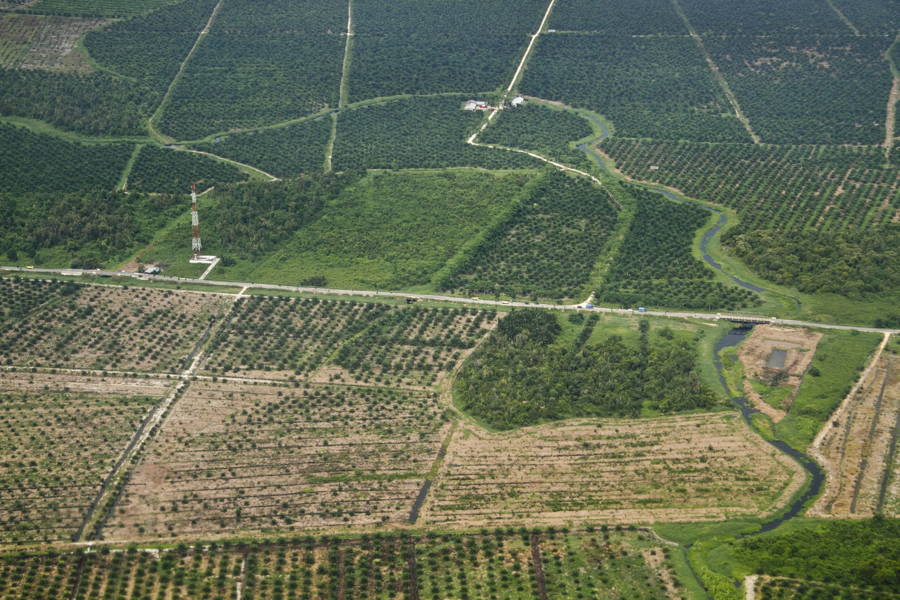 Lanskap perkebunan sawit di Riau. Lantaran jumlah hari yang sedikit pada Februari, terjadi penurunan kinerja ekspor minyak sawit.