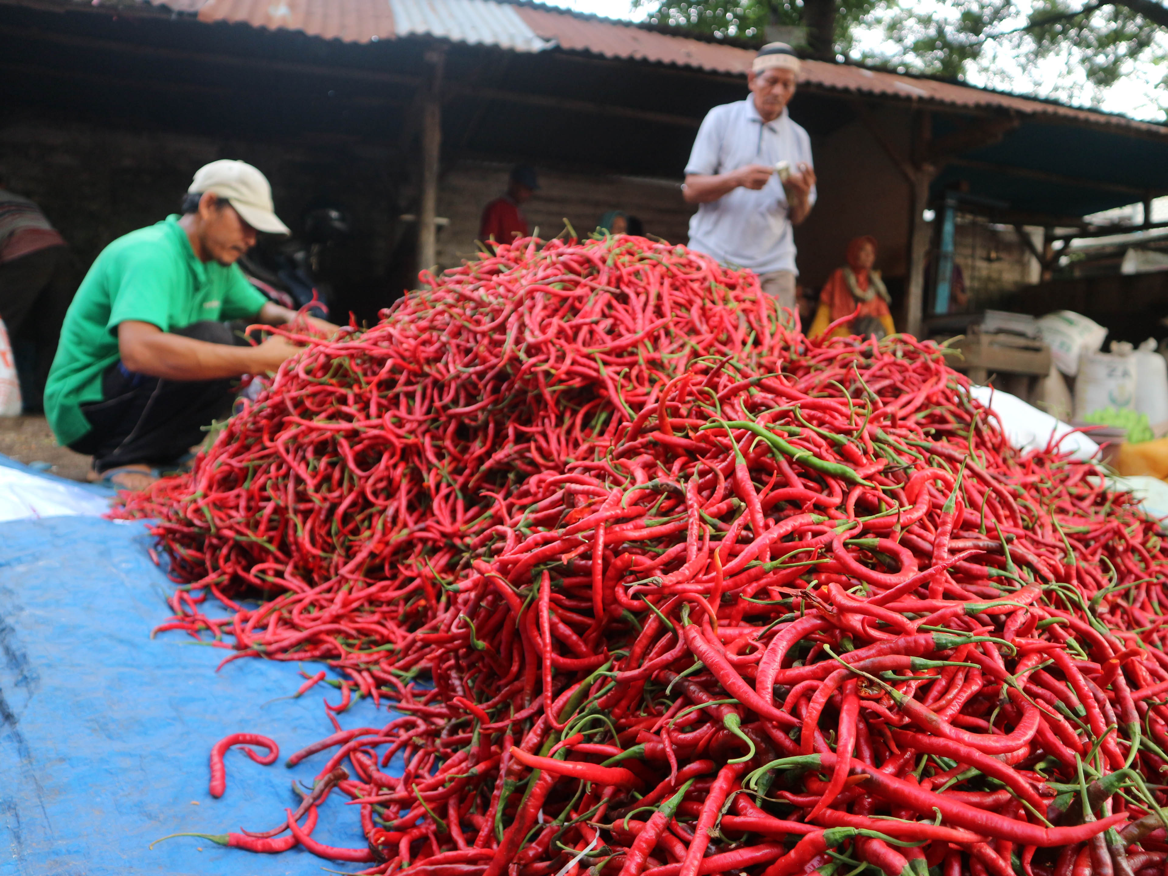 Harga cabai merah kini juga naik menyusul komoditas bawang putih yang kini masih cukup mahal harganya. 