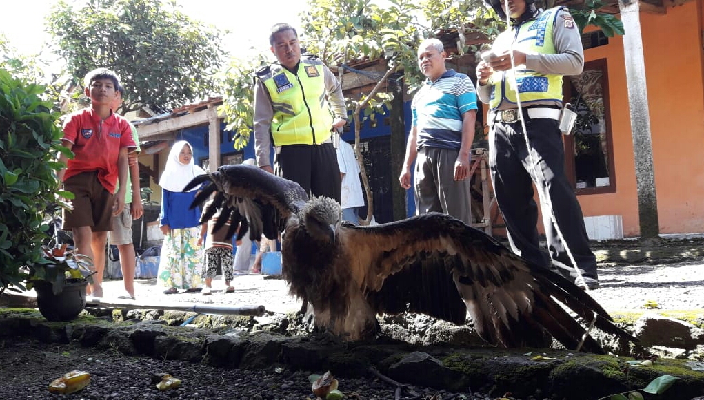 Seekor Elang Brontok berhasil diselamatkan saat terlilit di kabel listrik di Kampung Gunteng, Desa Bojong, Kecamatan Karangtengah
