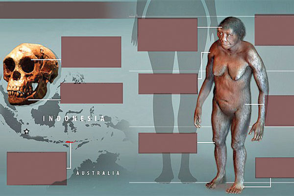 Manusia Purba di Filipina Berkerabat dengan Hobbit Flores