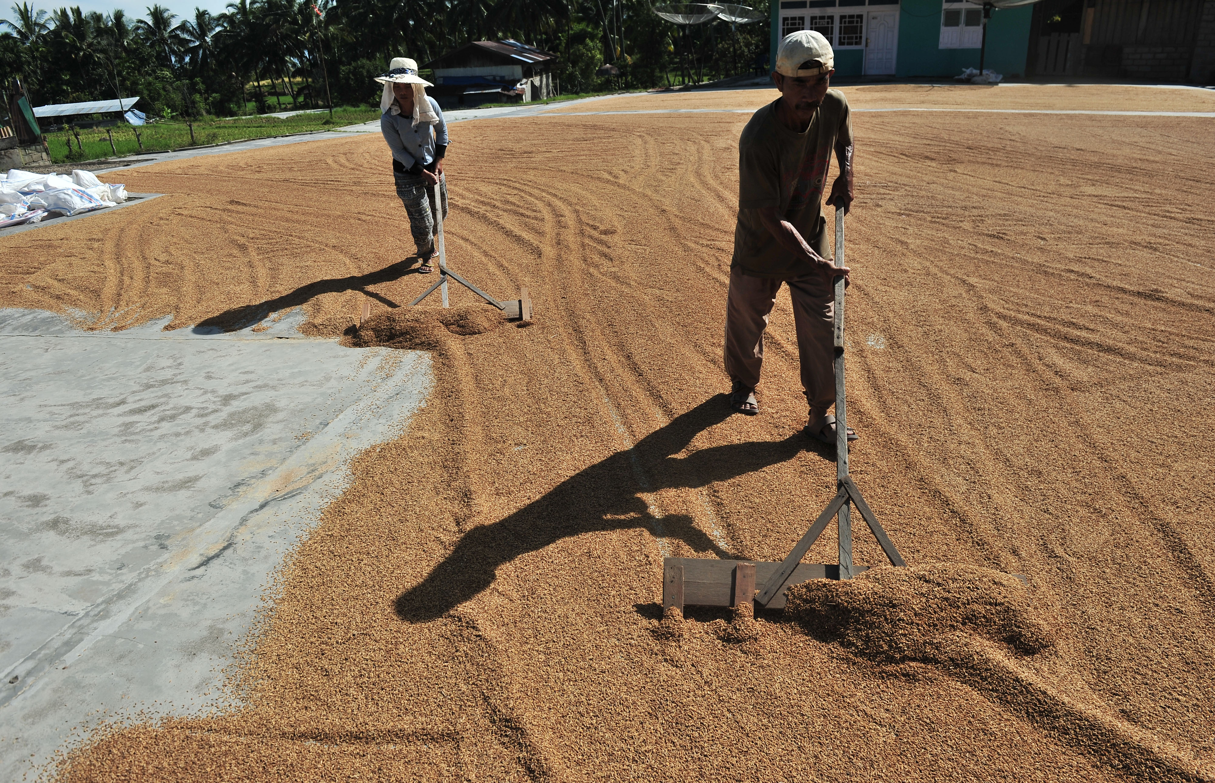  Warga menjemur gabah di Gunung Talang, Kabupaten Solok, Sumatera Barat.