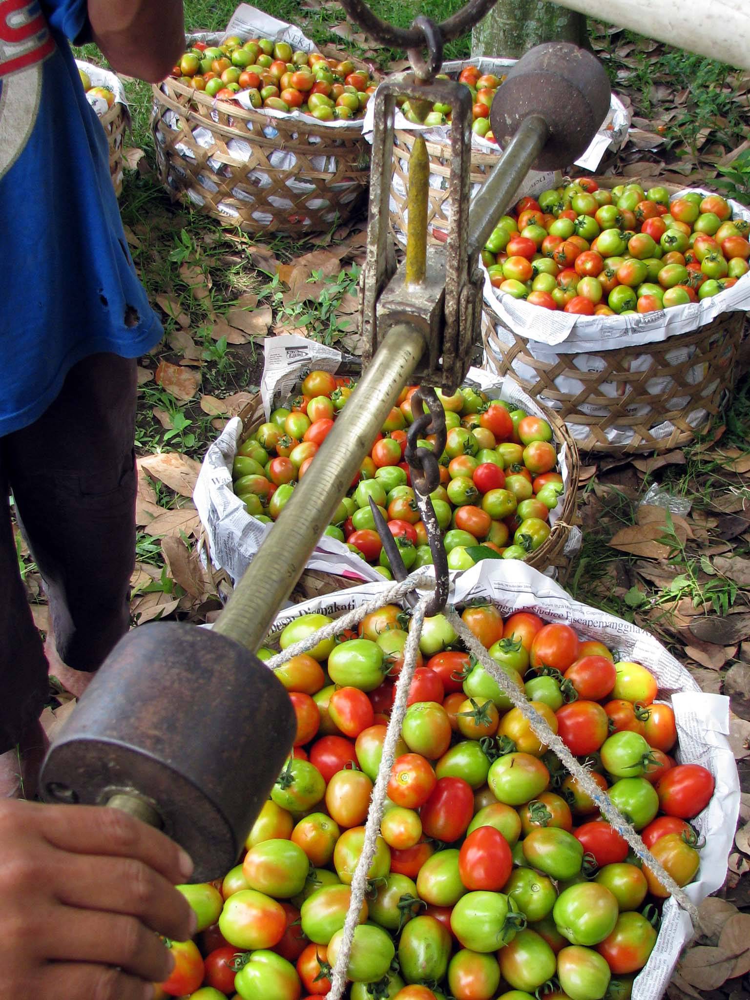 Harga tomat ikut naik 