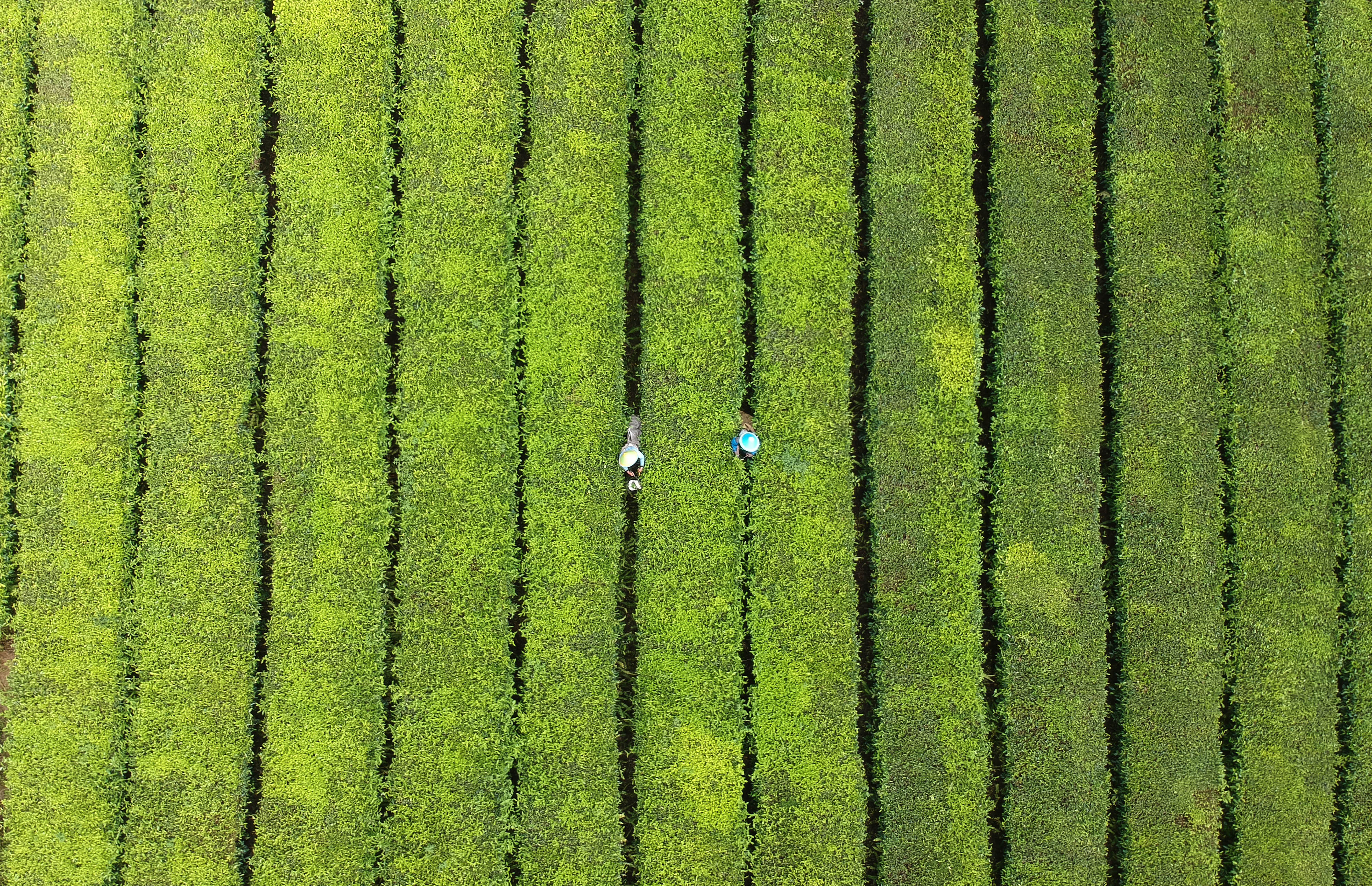 Foto udara pekerja memetik pucuk daun teh di area perkebunan di Jambi.