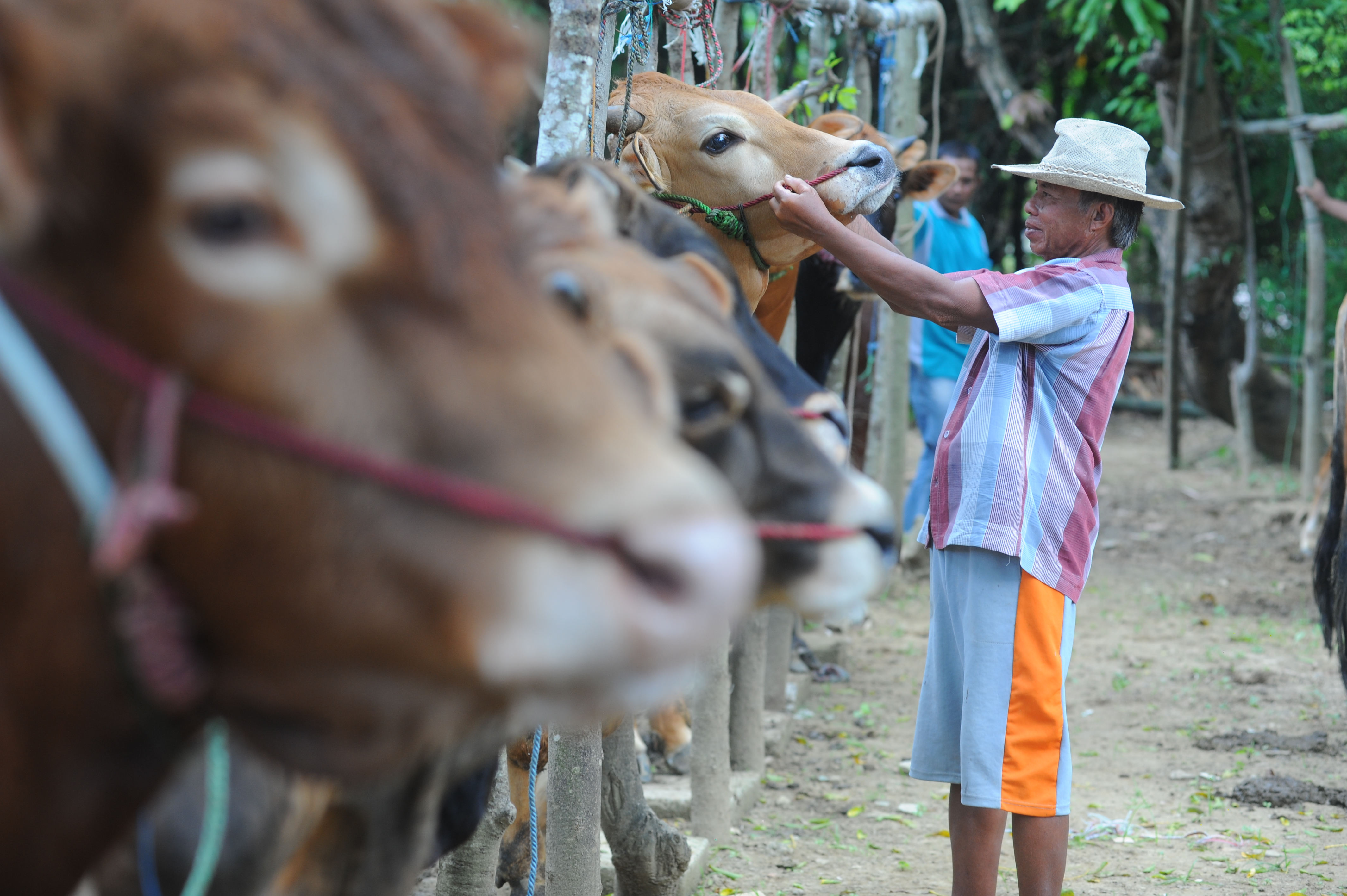 Peternak menyiapkan sapinya saat apel sapi ternak