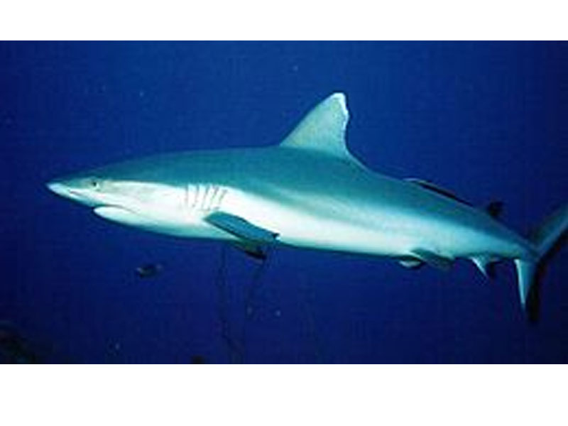hiu lanjaman (Grey Reef Shark)