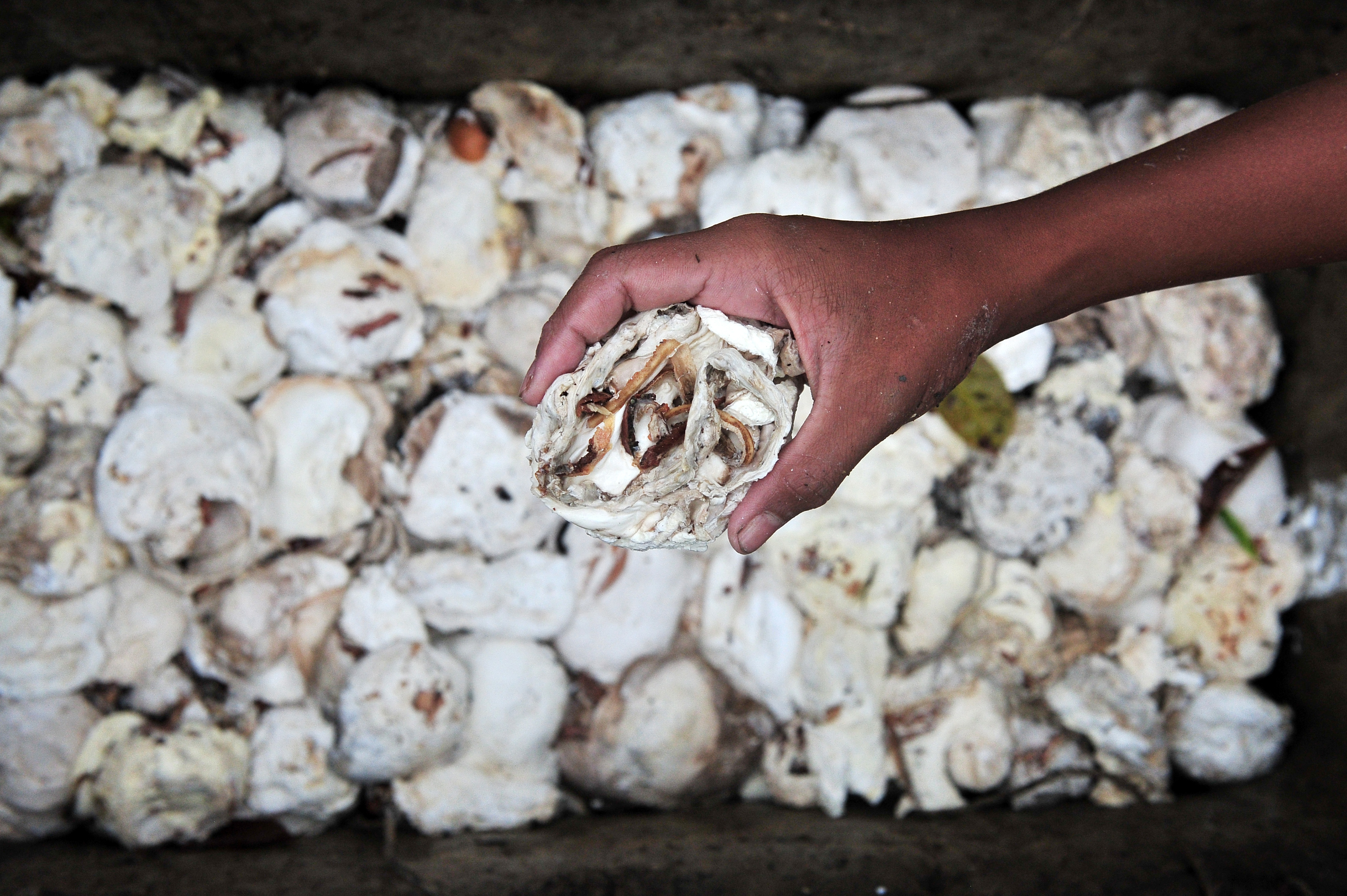 Petani mengumpulkan getah karet hasil panen di perkebunan Bathin II