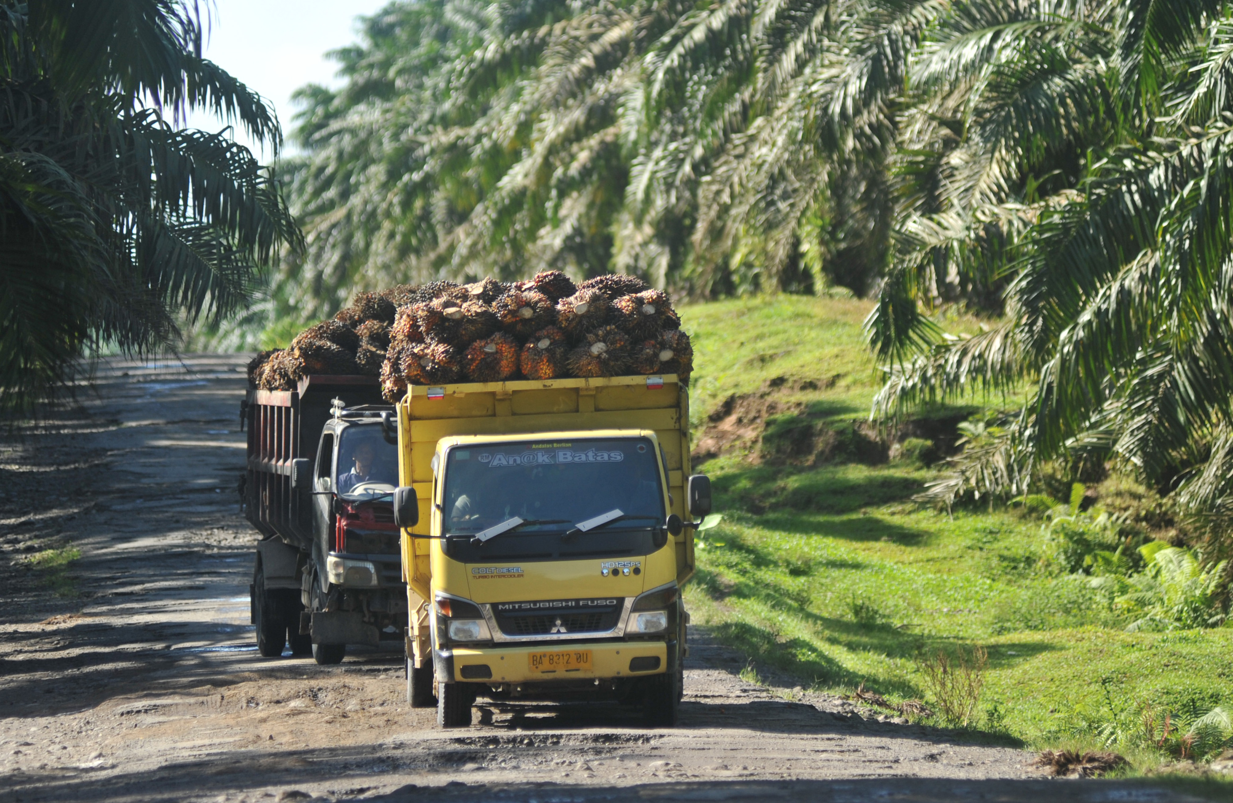 Truk mengangkut buah kelapa sawit.