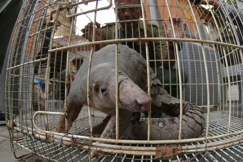 Trenggiling (Manis Javanica) 