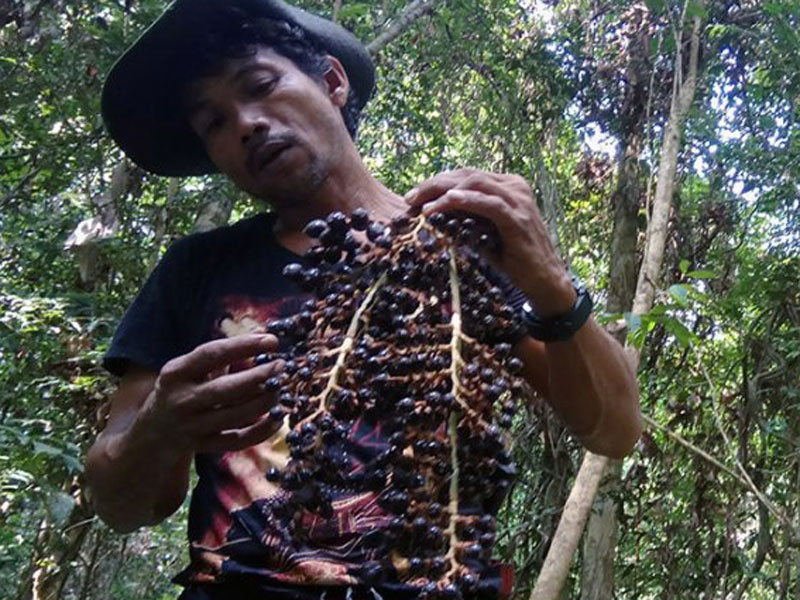 Seorang petani jernang. 