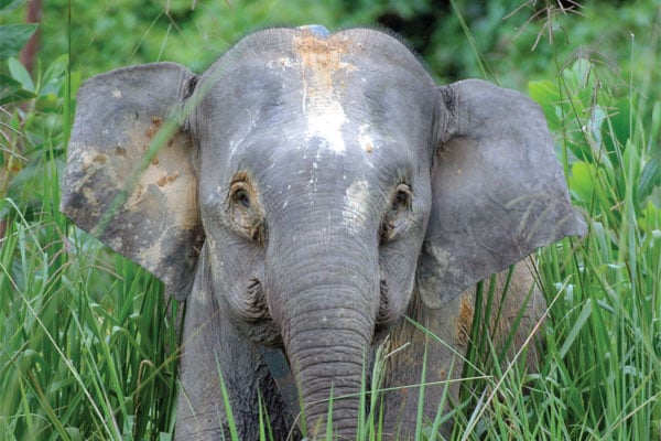GAJAH MINI: Habitat gajah kalimantan masuk dalam wilayah Heart of Borneo.