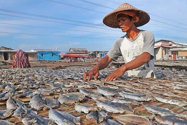 Nelayan sedang menjemur ikan hasil tangkapannya