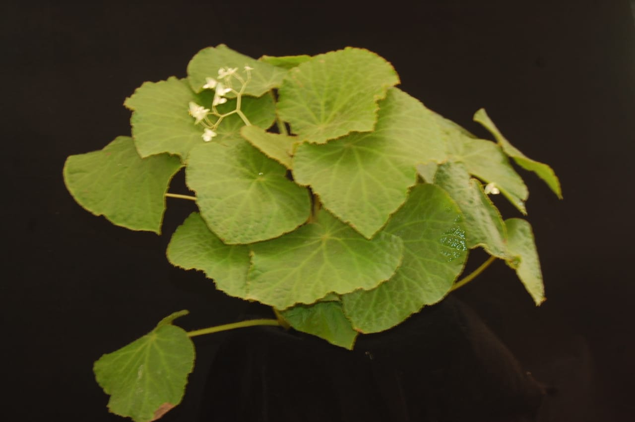 Dua tanaman langka yang berhasil dikembangbiakkan Lembaga Ilmu Pengetahuan Indonesia (LIPi), yakni Rafflesia Fatma dan Begonia Lovely Jo. 
