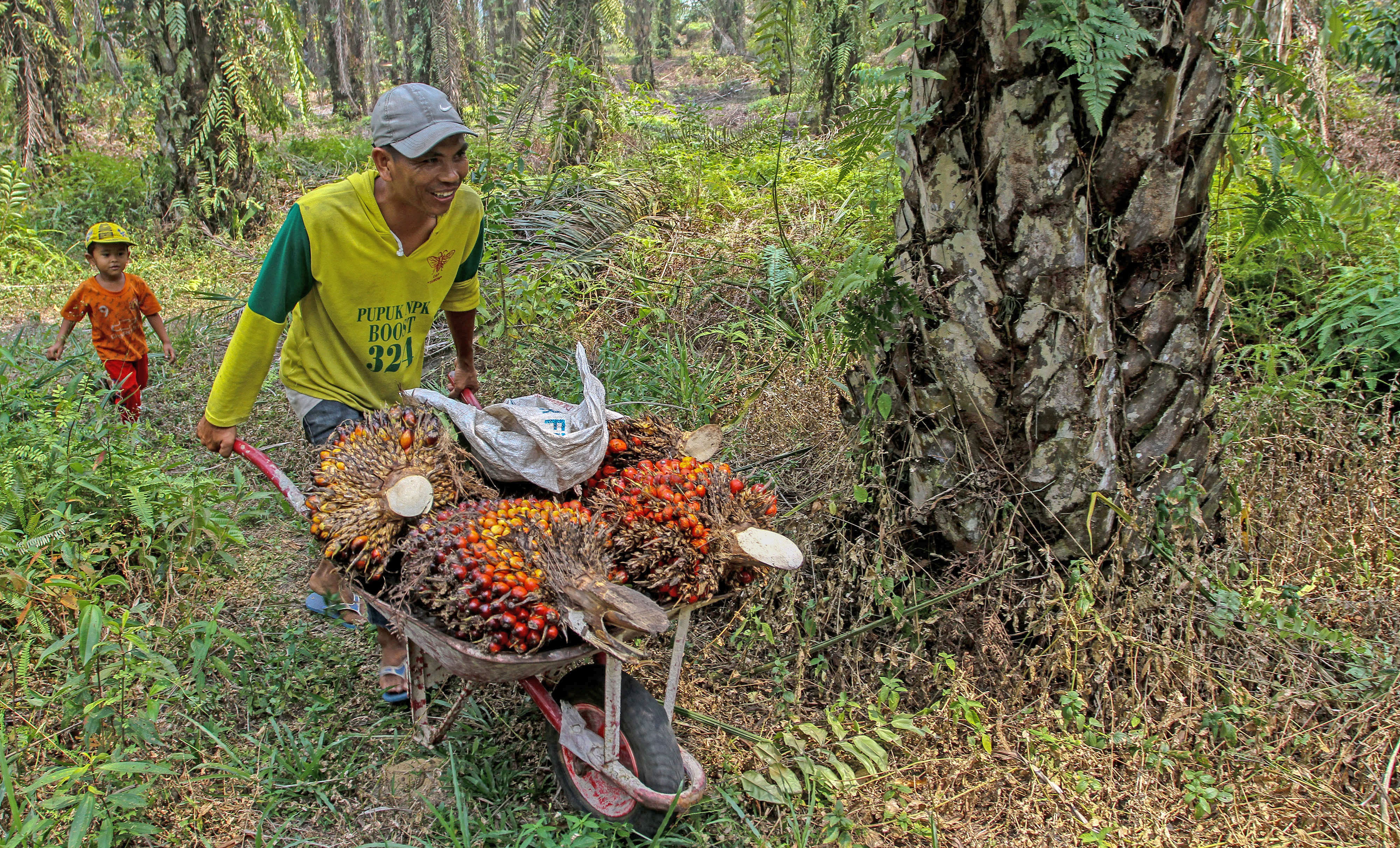 Pekerja melansir tandan bah segar kelapa sawit