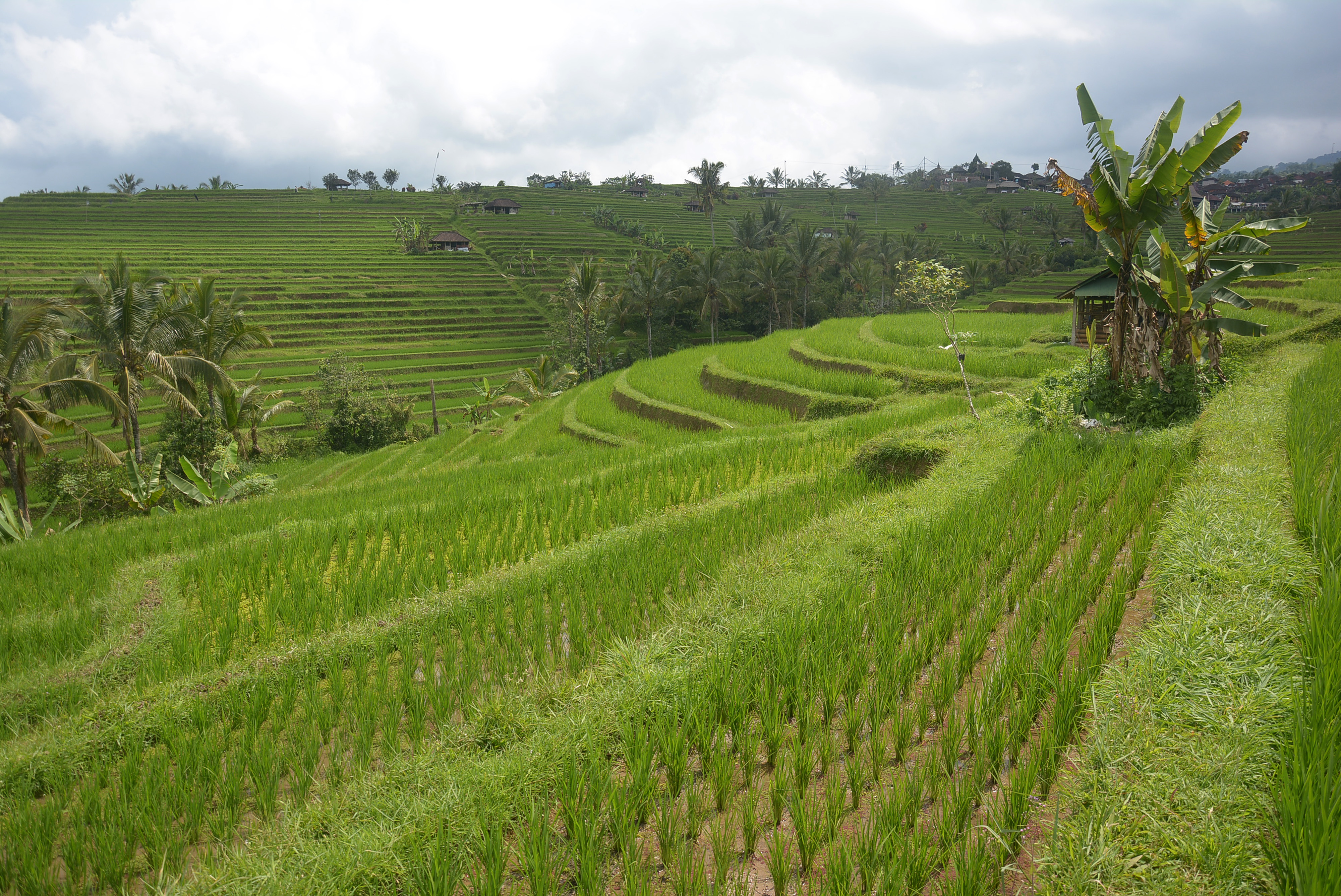  Lanskap terasiring sawah di kawasan objek wisata Jatiluwih, Kabupaten Tabanan, Bali