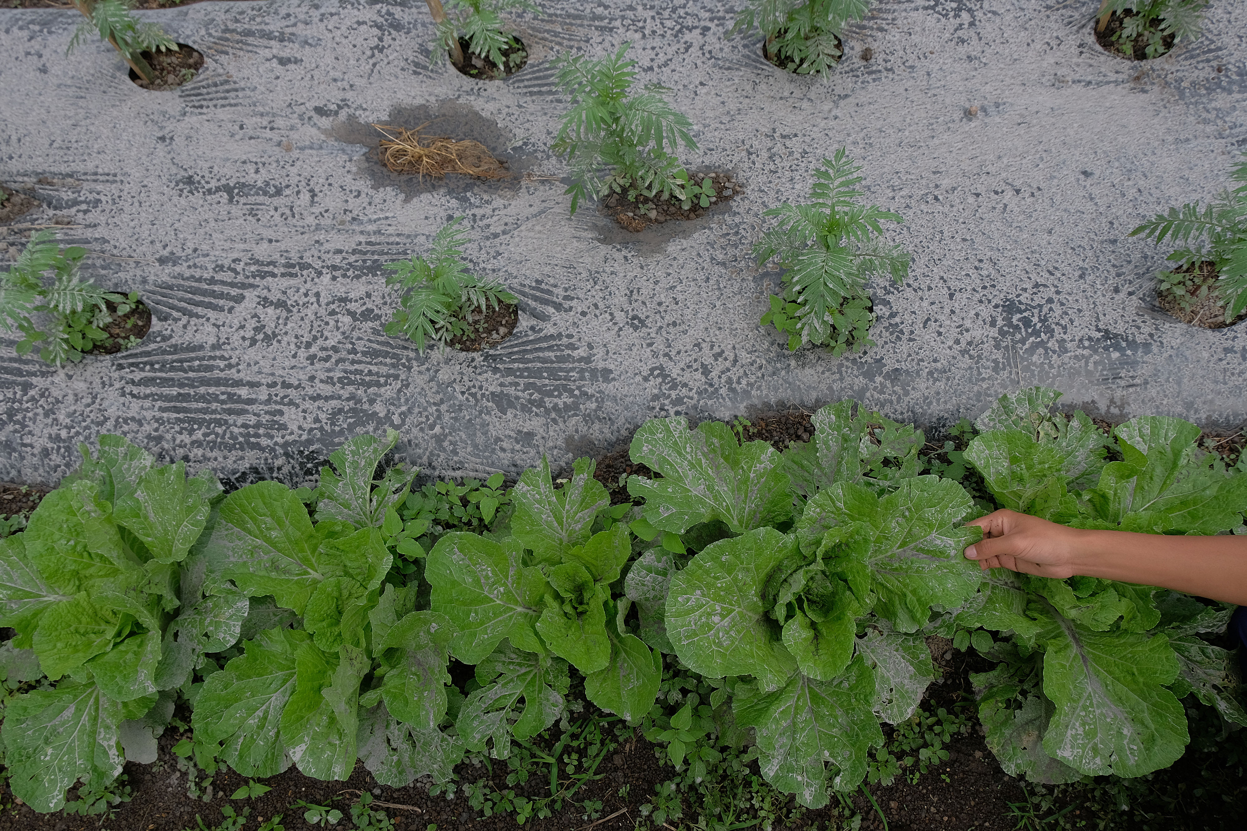 Tanaman sawi milik petani di Kabupaten Karangasem, Bali terguyur debu vulkanik Gunung Agung