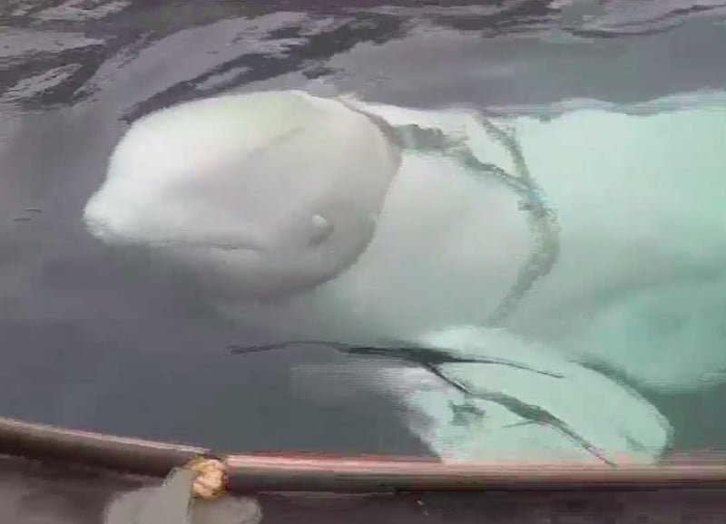 Ikan paus yang dikalungi dengan rantai ditemukan di Norwegia. 