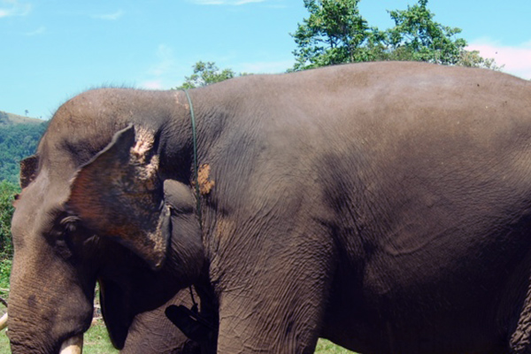Gajah Koleksi Kebun Binatang Gembira Loka Yogyakarta