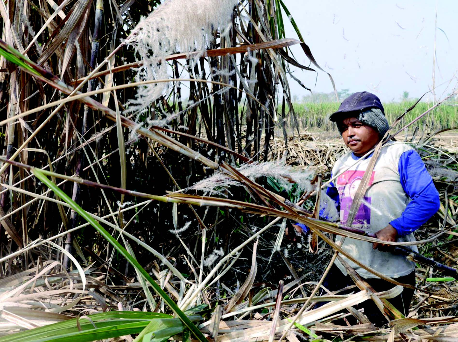 Petani tebu di wilayah Wonokerto, Kecamatan Bantur, Kabupaten Malang, Jawa Timur.