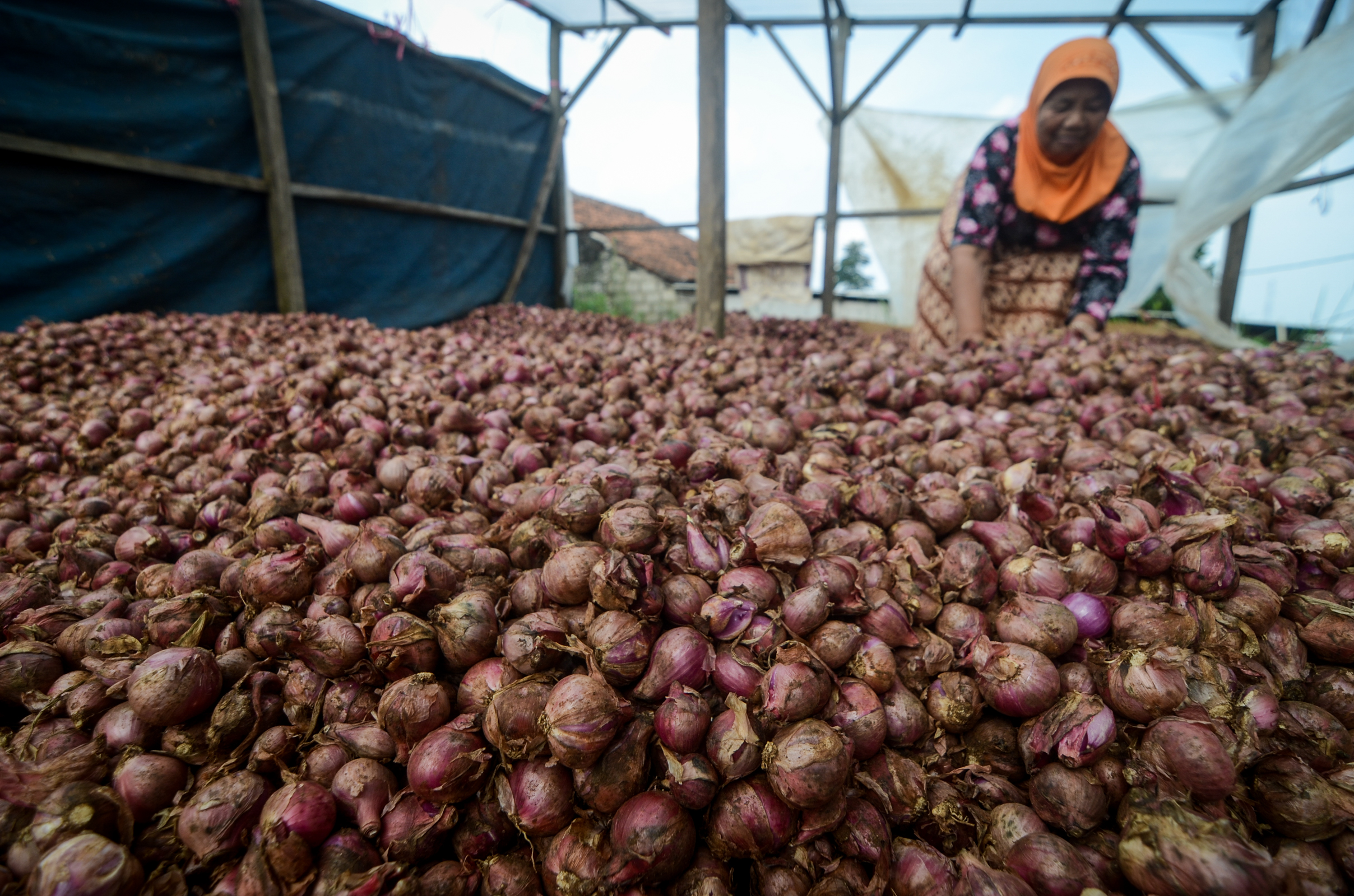 Petani mengeringkan bawang merah setelah dipanen 