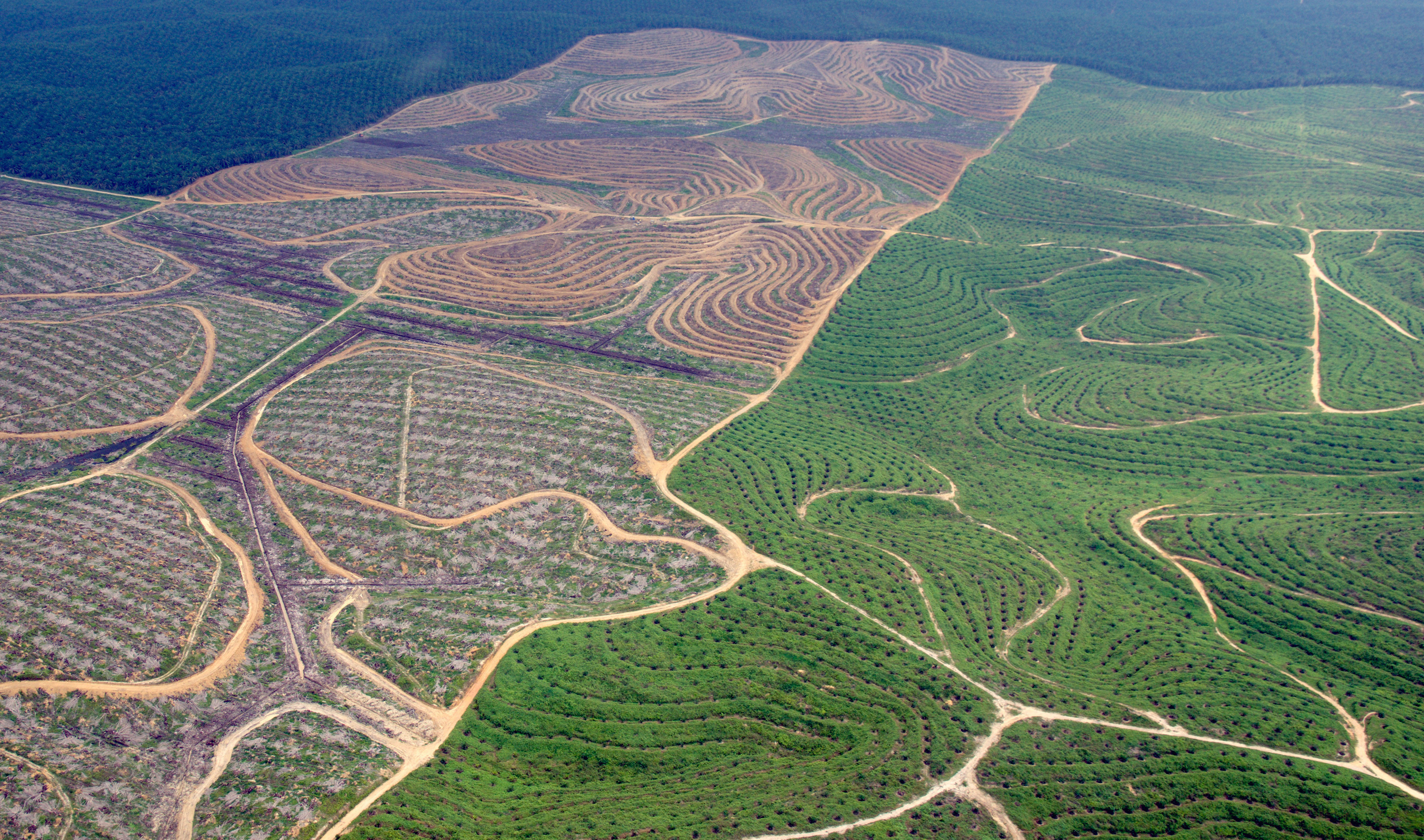 Hamparan perkebunan kelapa sawit di Provinsi Riau