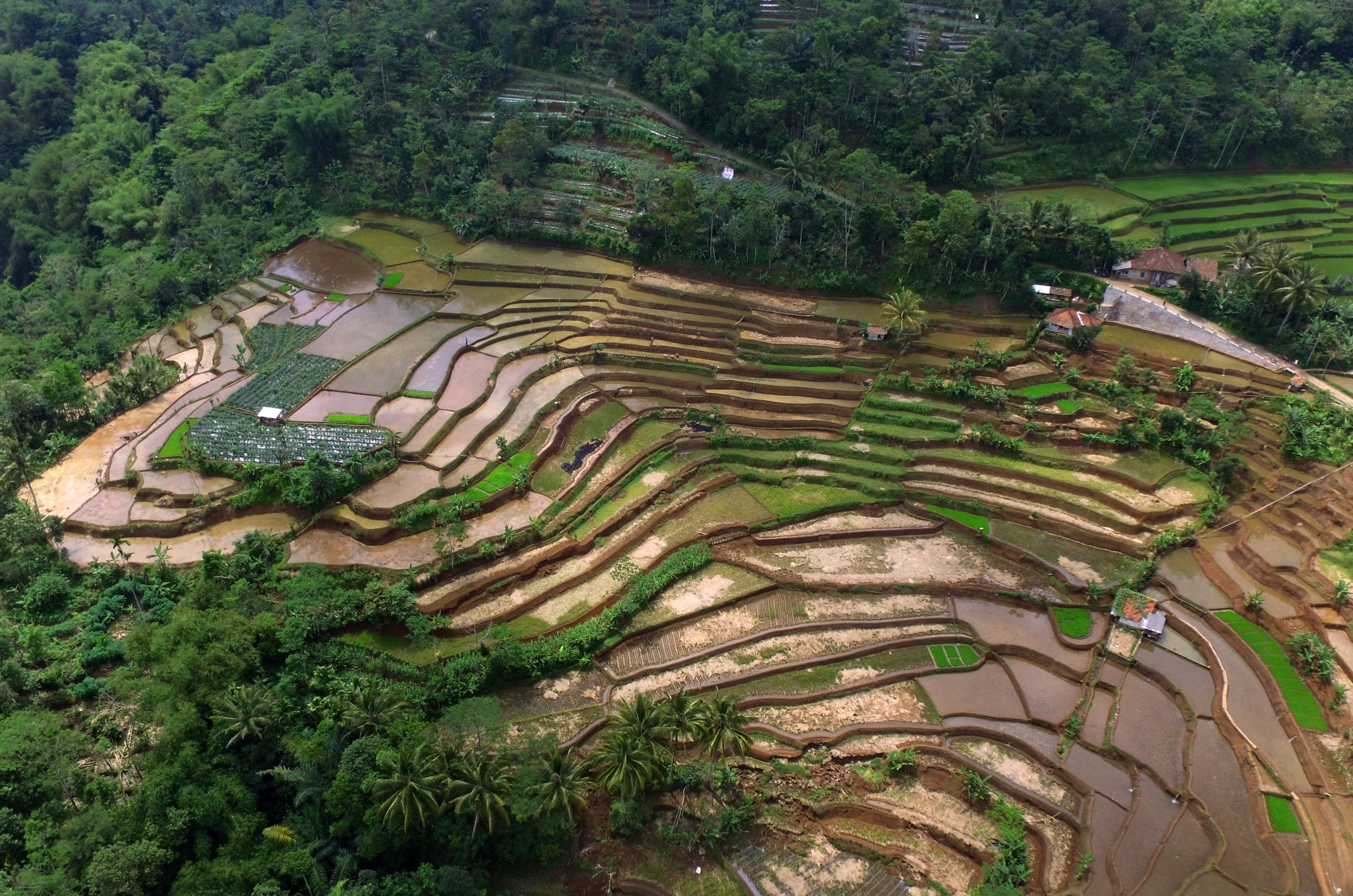 Kementerian Pertanian mengalokasikan anggaran untuk program peningkatan produksi, produktivitas dan mutu hasil tanaman pangan pertanian