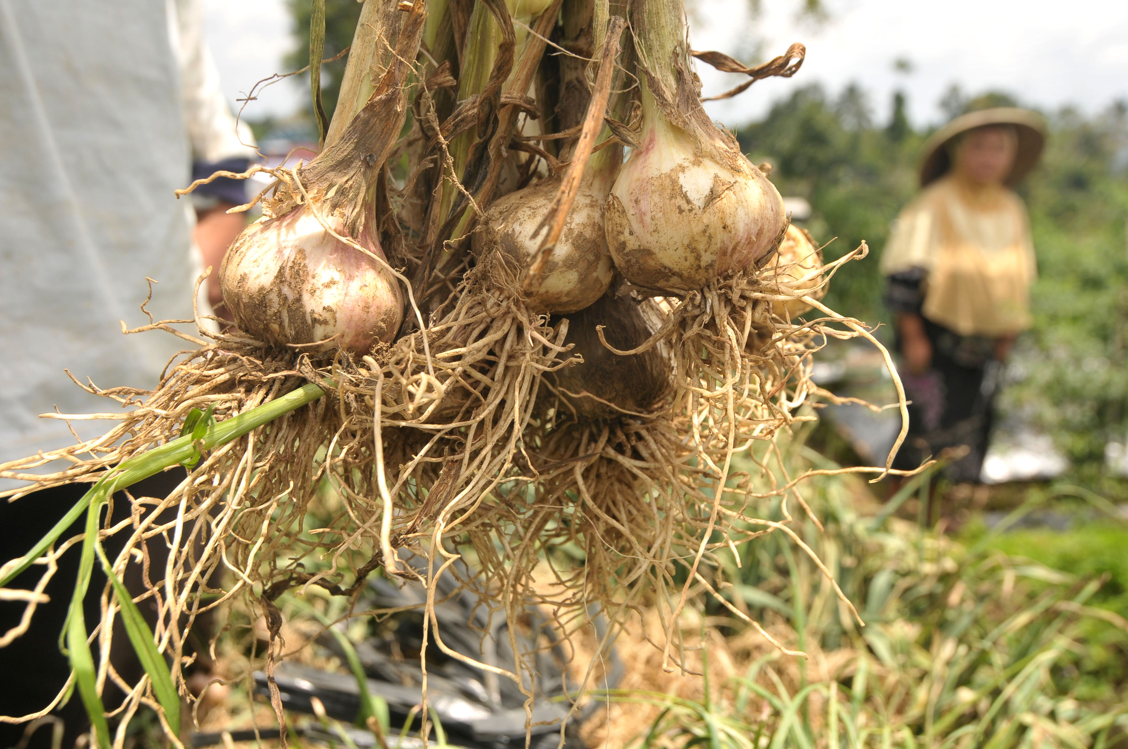 Beberapa wilayah di Kabupaten Sukabumi yang berhasil membudidayakan bawang putih yakni di Goalpara, Sukalarang, dan Sukaraja.