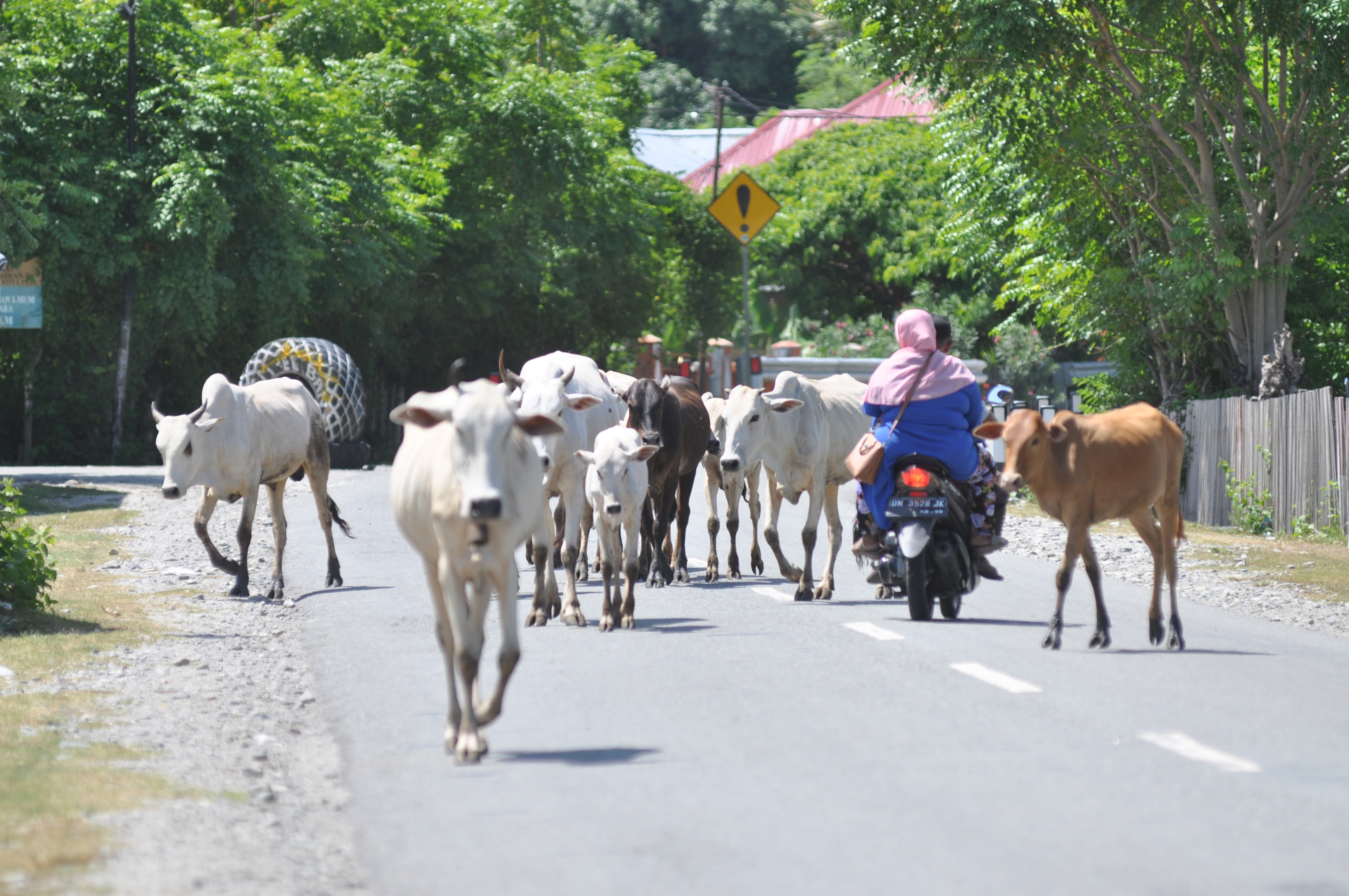 Jalur nasional Banda Aceh-Medan, yang biasa menjadi jalur mudik terganggu dengan hadirnya sapi liar. 