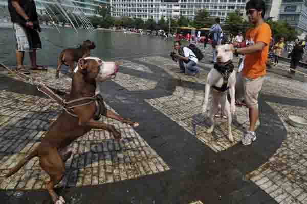 Penggemar anjing Pit Bull jenis 