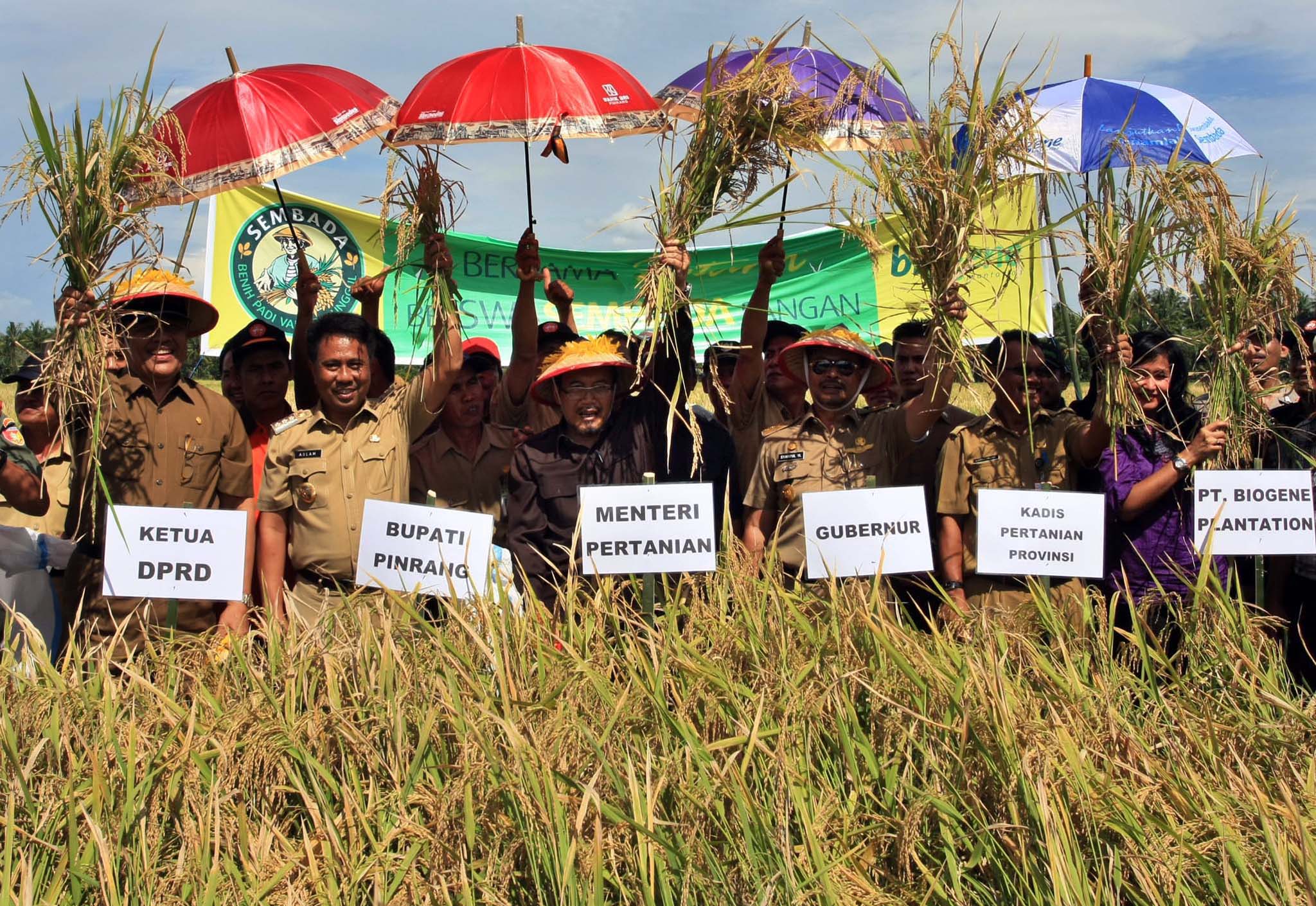 Bupati Pinrang Andi Aslam Patonangi (kedua dari kiri) saat panen padi hibrida