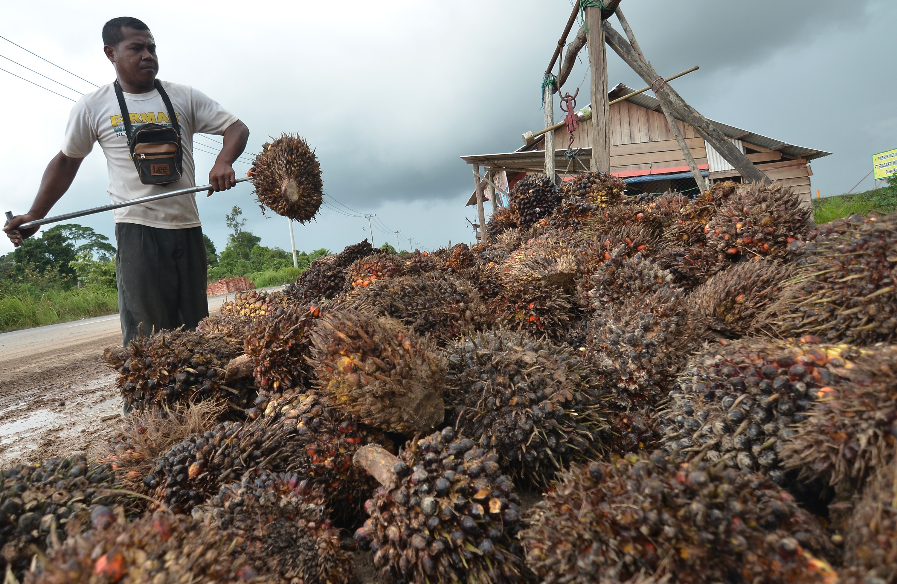 Seorang pekerja merapikan hasil panen tandan buah segar (TBS) kelapa sawit di tempat pengepul kelapa sawit Kunangan