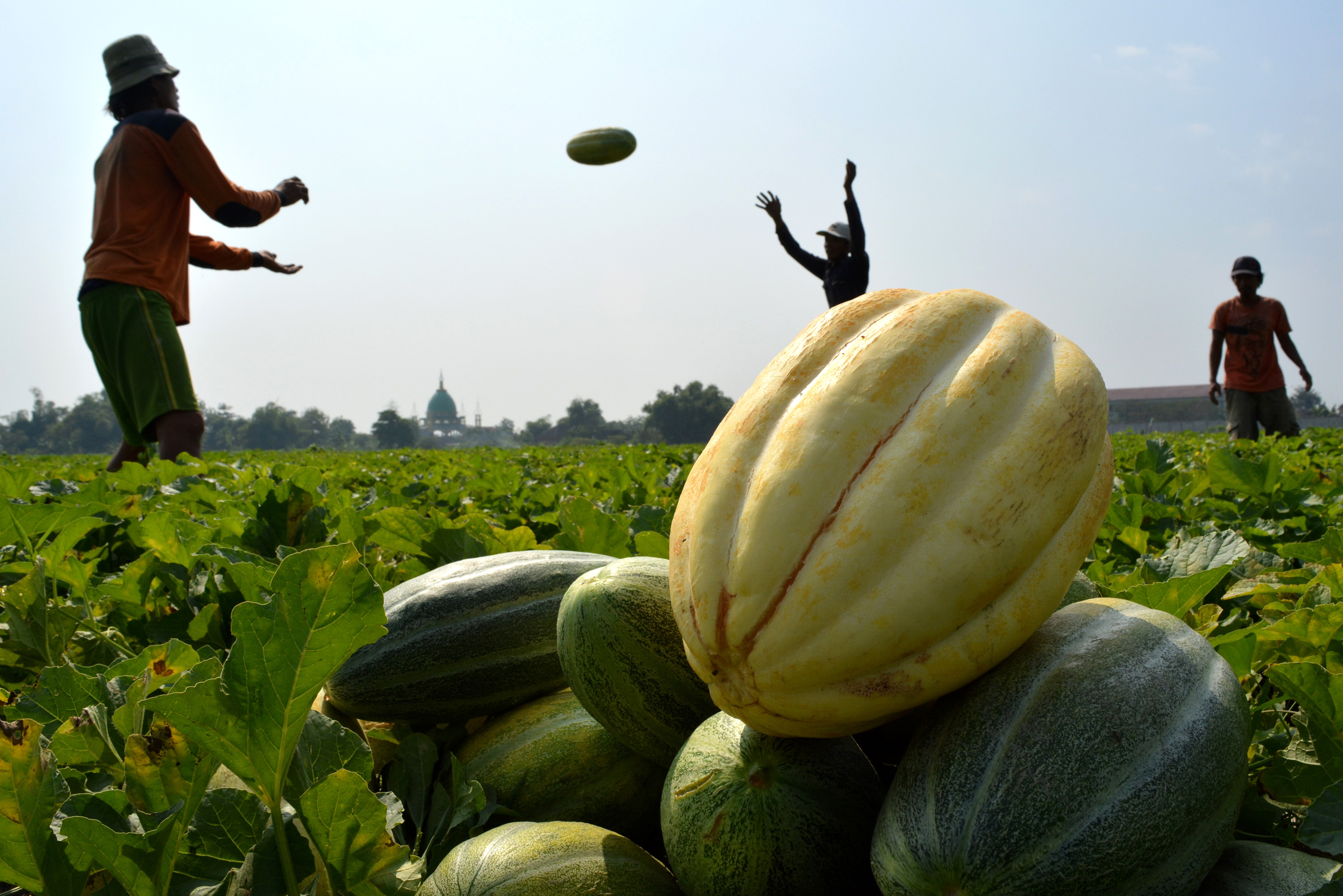 Pemberdayaan pertanian melibatkan petani bisa menurunkan angka kemiskinan di Indonesia. 