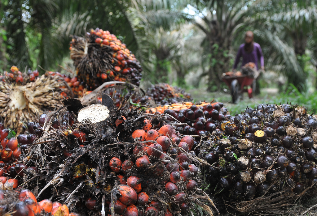 Warga membawa hasil panen kelapa sawit di lahan perkebunan Danau Lamo, Maro Sebo, Muarojambi, Jambi, 2 Desember 2018.