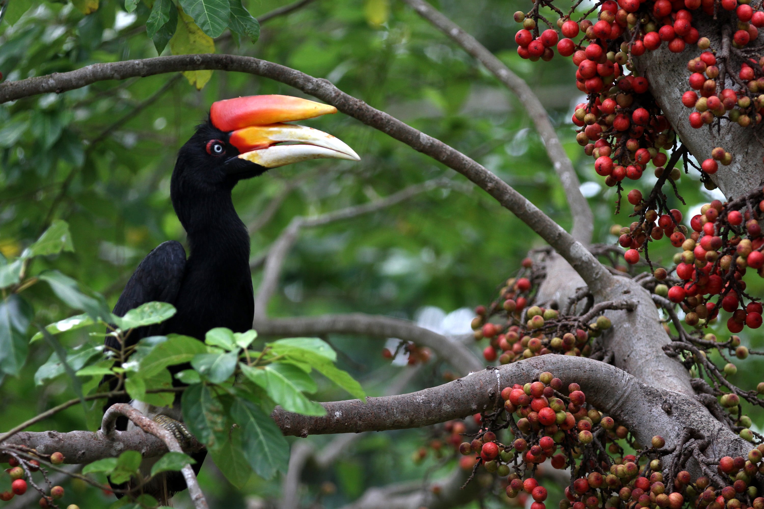 Seekor burung Rangkong Badak (Rhinoceros Hornbill)
