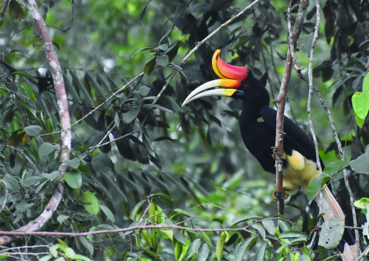 Rangkong badak (Buceros rhinoceros) di kawasan Restorasi Ekosistem Riau (RER) menjadi salah satu spesies yang ditemukan