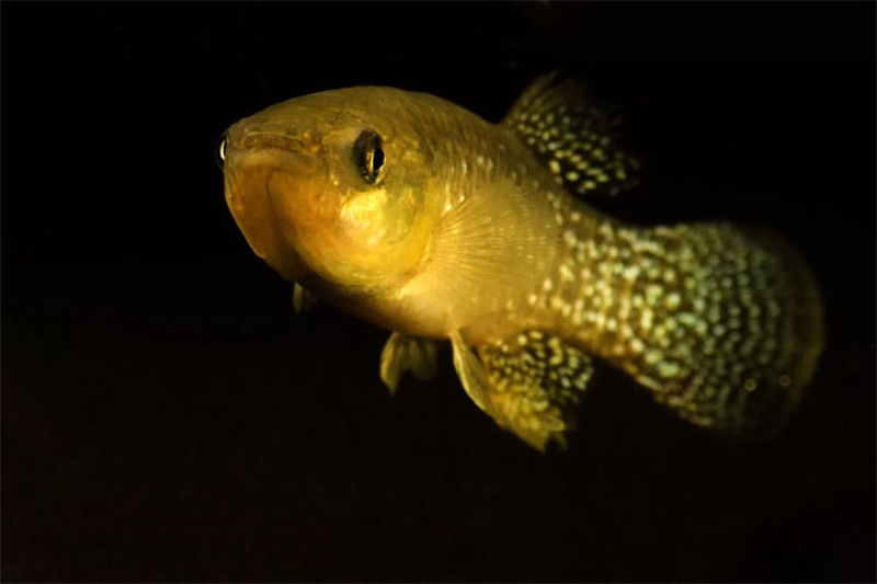 The Killifish Gulf