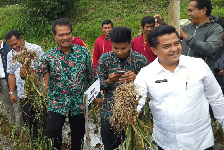 Dirjen Hortikultura Suwandi (batik hijau, kiri) saat panen bawang putih.