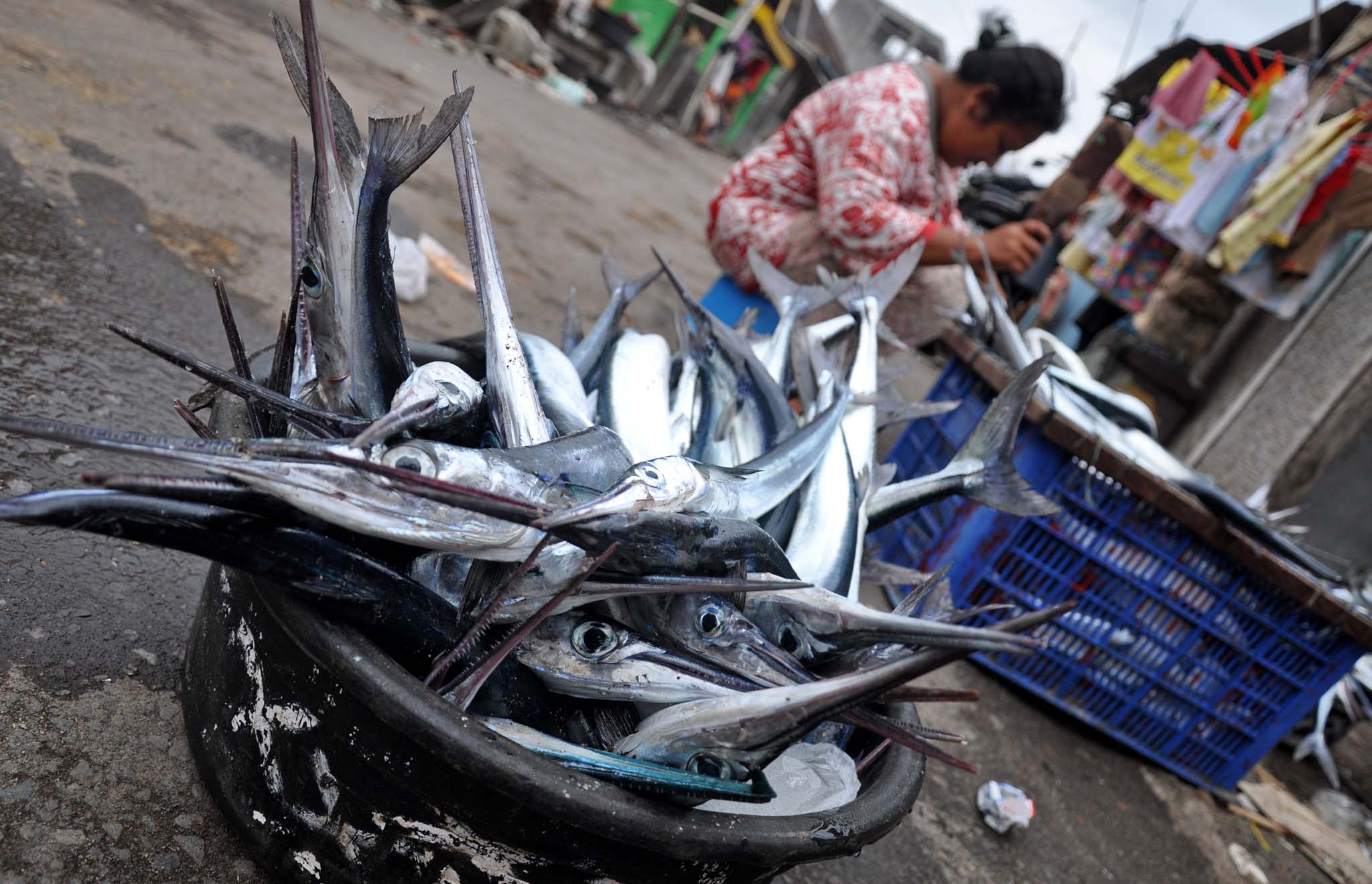 Harga ikan laut di Provinsi Aceh naik cukup signifikan.
