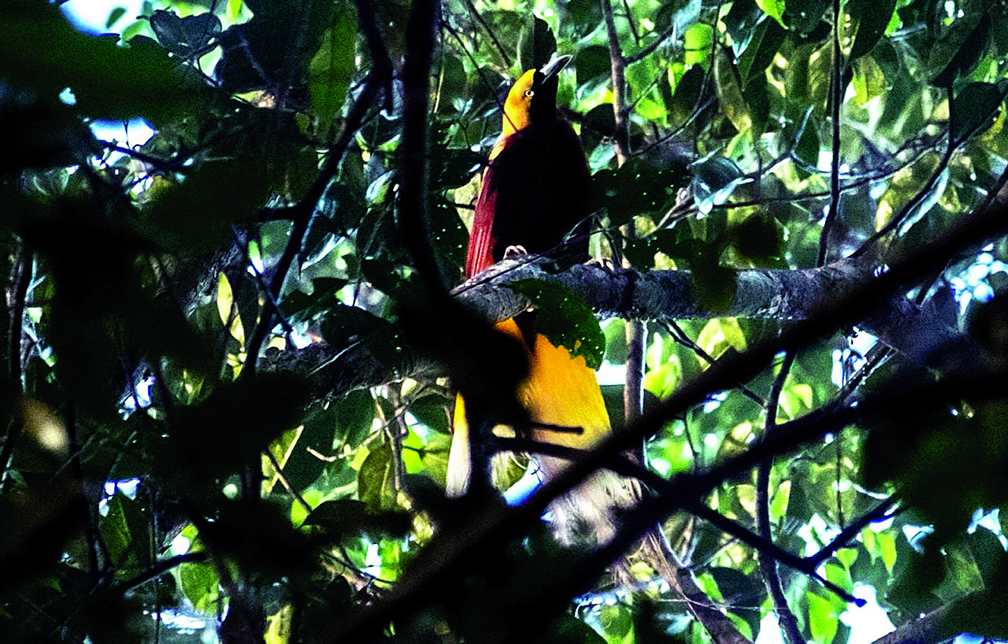 Dua Hari di Kepala Burung