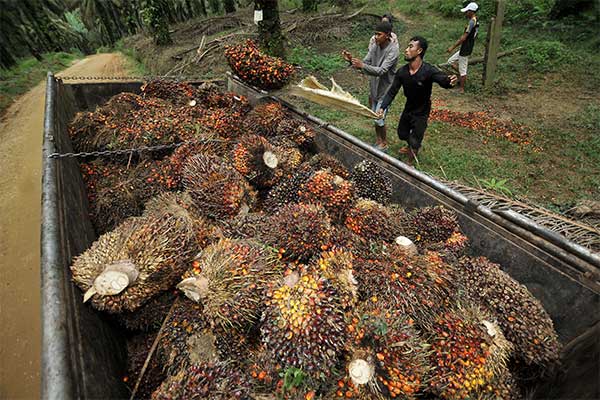Buruh memuat tandan buah segar (TBS) kelapa sawit di lahan perkebunan Merlung, Tanjungjabung Barat, Jambi, Minggu (29/10).