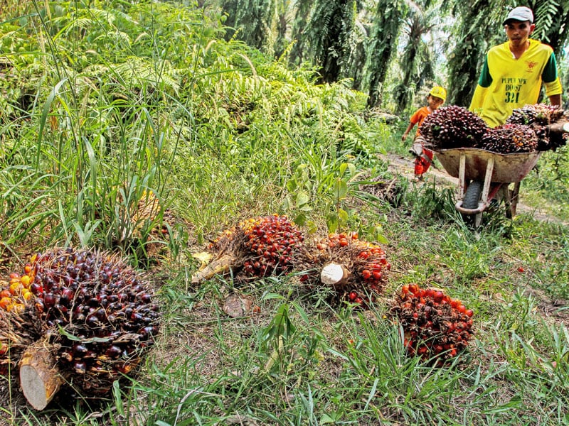 Indonesia Berbagi Ilmu Sawit kepada Afrika