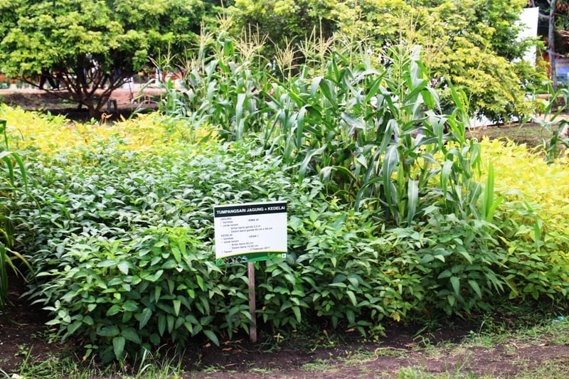 Tumpangsari tanaman pangan.