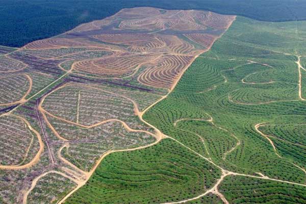 Hamparan perkebunan kelapa sawit di Provinsi Riau